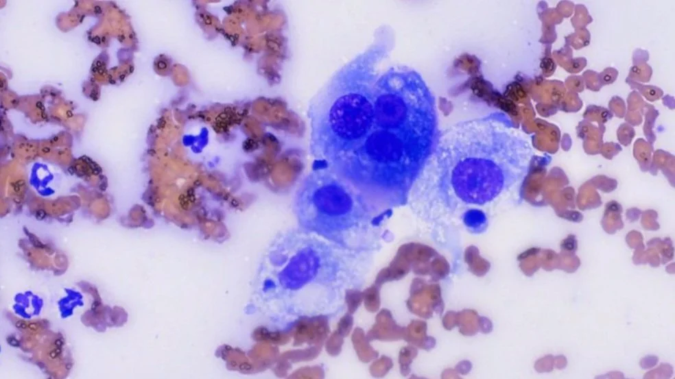 健康・医学 Surgical Pathology of Canine Neoplasms Canine and Feline Cytopathology: 4th edition | Rose E. Raskin